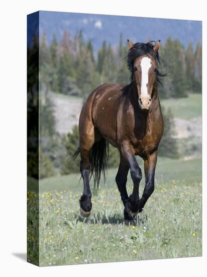 Wild Horse, Bay Stallion Cantering Portrait, Pryor Mountains, Montana, USA-Carol Walker-Stretched Canvas