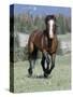 Wild Horse, Bay Stallion Cantering Portrait, Pryor Mountains, Montana, USA-Carol Walker-Stretched Canvas