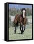 Wild Horse, Bay Stallion Cantering Portrait, Pryor Mountains, Montana, USA-Carol Walker-Framed Stretched Canvas