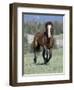 Wild Horse, Bay Stallion Cantering Portrait, Pryor Mountains, Montana, USA-Carol Walker-Framed Premium Photographic Print