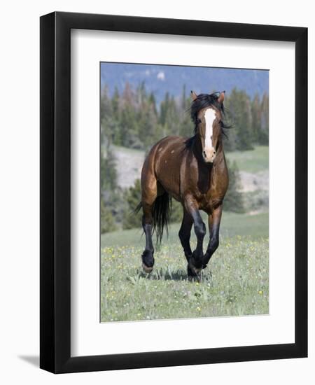 Wild Horse, Bay Stallion Cantering Portrait, Pryor Mountains, Montana, USA-Carol Walker-Framed Premium Photographic Print