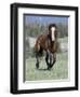 Wild Horse, Bay Stallion Cantering Portrait, Pryor Mountains, Montana, USA-Carol Walker-Framed Premium Photographic Print