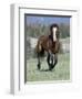 Wild Horse, Bay Stallion Cantering Portrait, Pryor Mountains, Montana, USA-Carol Walker-Framed Premium Photographic Print