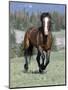 Wild Horse, Bay Stallion Cantering Portrait, Pryor Mountains, Montana, USA-Carol Walker-Mounted Premium Photographic Print