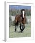 Wild Horse, Bay Stallion Cantering Portrait, Pryor Mountains, Montana, USA-Carol Walker-Framed Photographic Print