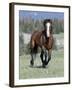 Wild Horse, Bay Stallion Cantering Portrait, Pryor Mountains, Montana, USA-Carol Walker-Framed Photographic Print