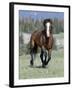 Wild Horse, Bay Stallion Cantering Portrait, Pryor Mountains, Montana, USA-Carol Walker-Framed Photographic Print