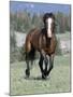 Wild Horse, Bay Stallion Cantering Portrait, Pryor Mountains, Montana, USA-Carol Walker-Mounted Photographic Print