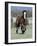 Wild Horse, Bay Stallion Cantering Portrait, Pryor Mountains, Montana, USA-Carol Walker-Framed Photographic Print