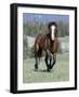 Wild Horse, Bay Stallion Cantering Portrait, Pryor Mountains, Montana, USA-Carol Walker-Framed Photographic Print