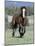 Wild Horse, Bay Stallion Cantering Portrait, Pryor Mountains, Montana, USA-Carol Walker-Mounted Photographic Print