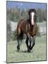 Wild Horse, Bay Stallion Cantering Portrait, Pryor Mountains, Montana, USA-Carol Walker-Mounted Photographic Print