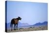 Wild Horse Calling in Namib-Naukluft Park-Paul Souders-Stretched Canvas