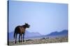 Wild Horse Calling in Namib-Naukluft Park-Paul Souders-Stretched Canvas