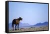 Wild Horse Calling in Namib-Naukluft Park-Paul Souders-Framed Stretched Canvas