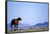 Wild Horse Calling in Namib-Naukluft Park-Paul Souders-Framed Stretched Canvas