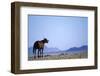 Wild Horse Calling in Namib-Naukluft Park-Paul Souders-Framed Photographic Print
