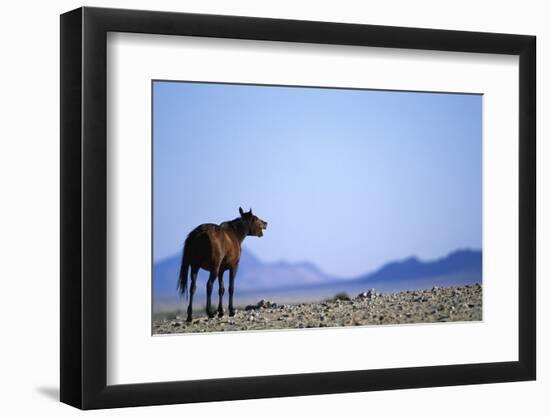 Wild Horse Calling in Namib-Naukluft Park-Paul Souders-Framed Photographic Print