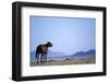 Wild Horse Calling in Namib-Naukluft Park-Paul Souders-Framed Photographic Print