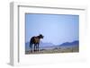 Wild Horse Calling in Namib-Naukluft Park-Paul Souders-Framed Photographic Print