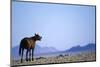 Wild Horse Calling in Namib-Naukluft Park-Paul Souders-Mounted Photographic Print