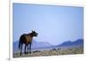 Wild Horse Calling in Namib-Naukluft Park-Paul Souders-Framed Photographic Print