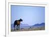 Wild Horse Calling in Namib-Naukluft Park-Paul Souders-Framed Photographic Print