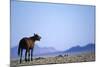 Wild Horse Calling in Namib-Naukluft Park-Paul Souders-Mounted Photographic Print