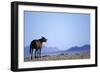 Wild Horse Calling in Namib-Naukluft Park-Paul Souders-Framed Photographic Print