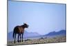 Wild Horse Calling in Namib-Naukluft Park-Paul Souders-Mounted Photographic Print