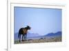 Wild Horse Calling in Namib-Naukluft Park-Paul Souders-Framed Photographic Print