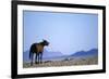 Wild Horse Calling in Namib-Naukluft Park-Paul Souders-Framed Photographic Print