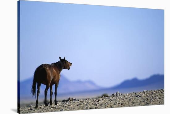 Wild Horse Calling in Namib-Naukluft Park-Paul Souders-Stretched Canvas