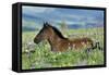 Wild Horse Colt Rests Among Lupine and Bistort-null-Framed Stretched Canvas