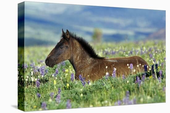Wild Horse Colt Rests Among Lupine and Bistort-null-Stretched Canvas