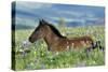 Wild Horse Colt Rests Among Lupine and Bistort-null-Stretched Canvas