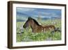 Wild Horse Colt Rests Among Lupine and Bistort-null-Framed Photographic Print