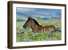 Wild Horse Colt Rests Among Lupine and Bistort-null-Framed Photographic Print