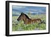 Wild Horse Colt Rests Among Lupine and Bistort-null-Framed Photographic Print