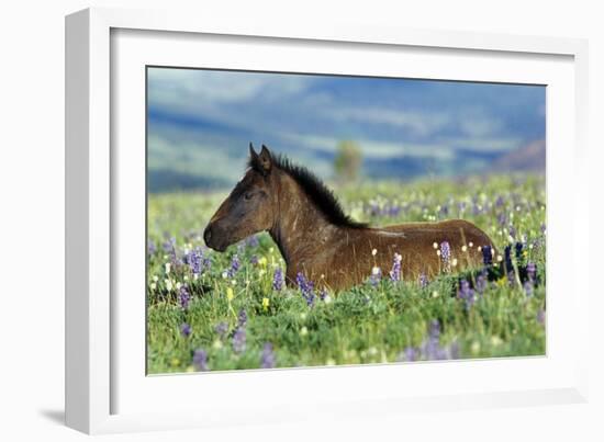Wild Horse Colt Rests Among Lupine and Bistort-null-Framed Photographic Print