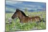 Wild Horse Colt Rests Among Lupine and Bistort-null-Mounted Photographic Print