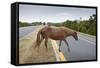 Wild Horse Crossing Road-Paul Souders-Framed Stretched Canvas