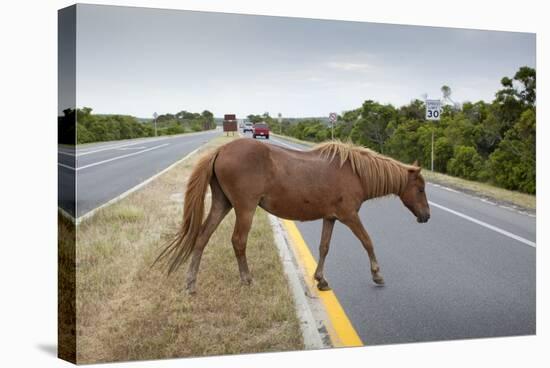 Wild Horse Crossing Road-Paul Souders-Stretched Canvas