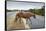 Wild Horse Crossing Road-Paul Souders-Framed Stretched Canvas