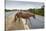 Wild Horse Crossing Road-Paul Souders-Stretched Canvas