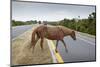 Wild Horse Crossing Road-Paul Souders-Mounted Photographic Print