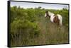 Wild Horse Eating Grass-Paul Souders-Framed Stretched Canvas