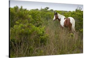 Wild Horse Eating Grass-Paul Souders-Stretched Canvas