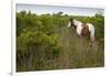 Wild Horse Eating Grass-Paul Souders-Framed Photographic Print