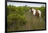 Wild Horse Eating Grass-Paul Souders-Framed Photographic Print